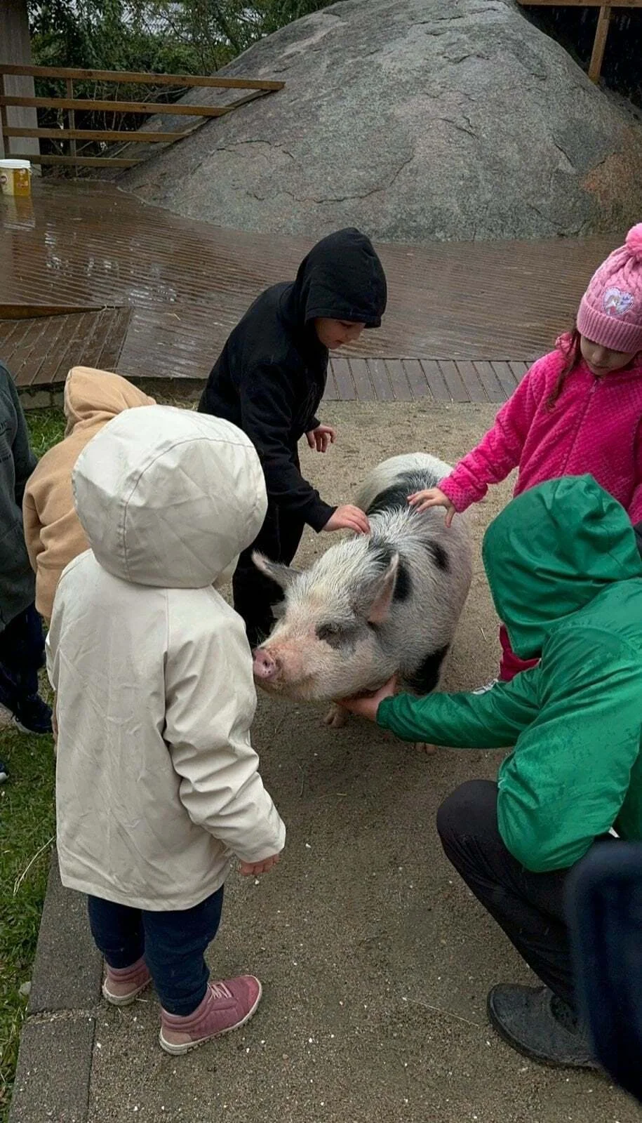 Criança brincando com porco na Fazendinha